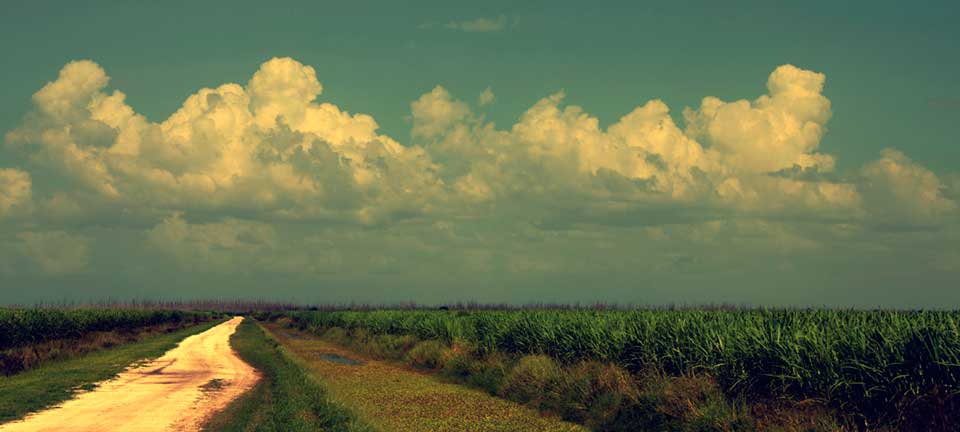 Sugar Cane Fields Okeechobee area