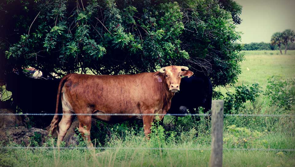Cows outside LaBelle FL