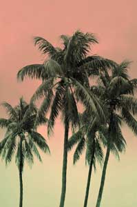 Coconut Palms, Delray Beach FL