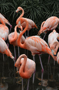 Vintage Flamingos, Gatorland Orlando FL