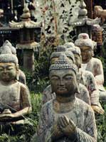 Lawn Buddhas