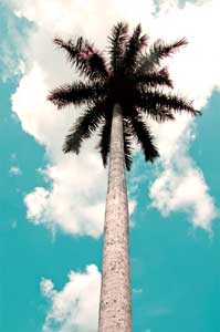 Royal Palm Aqua Sky Pahokee FL